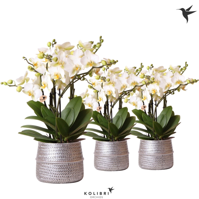 <h4>Kolibri Orchids Phalaenopsis Blossom Lausanne 6 spike in Groove pot silver</h4>