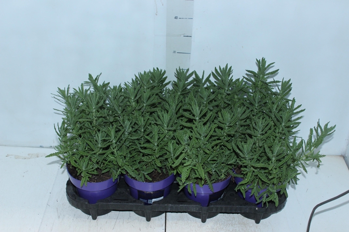 <h4>LAVANDULA ANGUSTIFOL P14</h4>