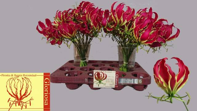 <h4>GLORIOSA ROTHSCHILD</h4>