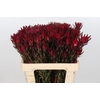 Leucadendron Blush Spray