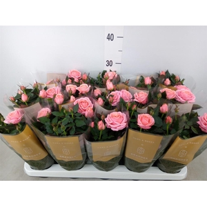 Rosa  'Adele Kordana Grande'