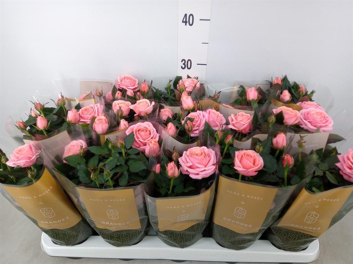 <h4>Rosa  'Adele Kordana Grande'</h4>