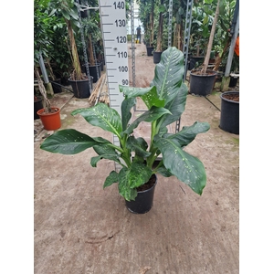 Dieffenbachia Memoria Corsii 110