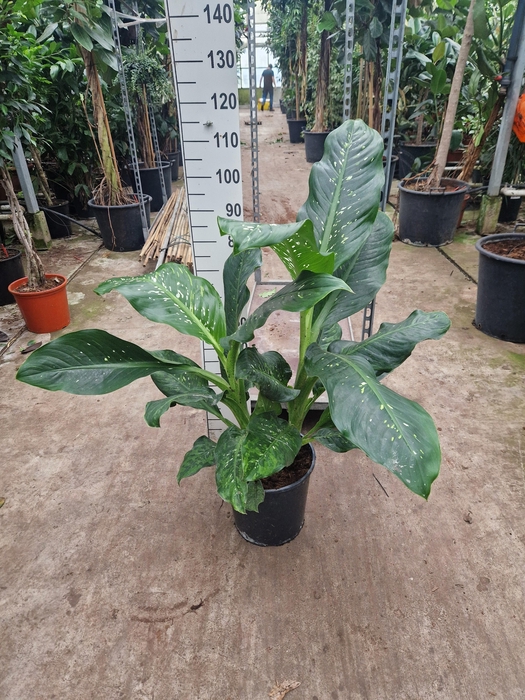 <h4>Dieffenbachia Memoria Corsii 110</h4>