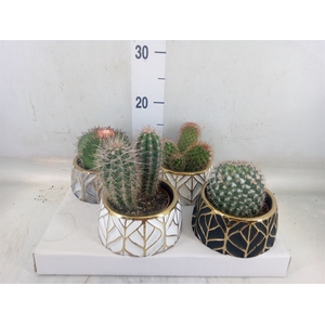 Cactus   ...