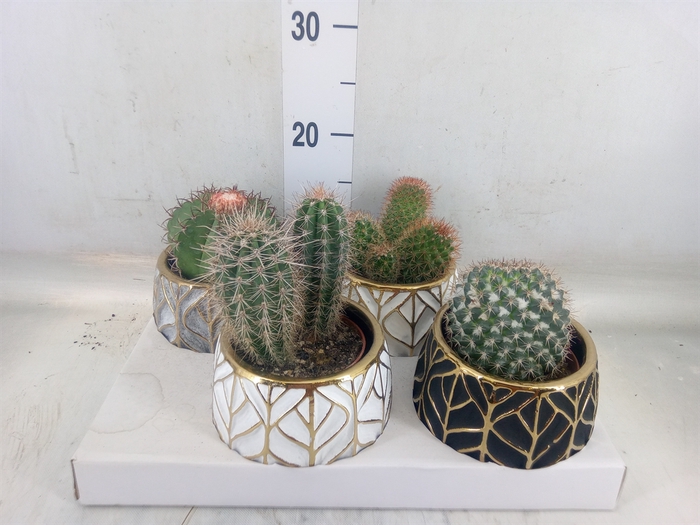 <h4>Cactus   ...</h4>