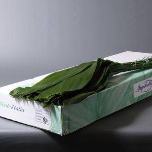 ASPEDISTRA X 30 GROEN DOOS 70 CM