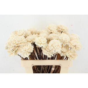 Stick Shola Dahlia Ø8 Natural