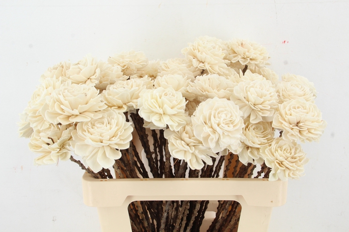 <h4>Stick Shola Dahlia Ø8 Natural</h4>