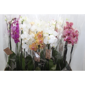 PHALAENOPSIS P12 3 HT