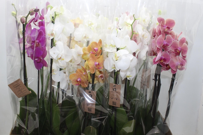 <h4>PHALAENOPSIS P12 3 HT</h4>