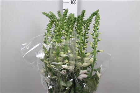 <h4>Digi Camelot Lavend</h4>