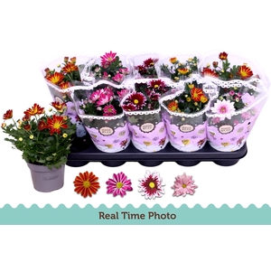 CHRYS GEM 2 KL BLOEM