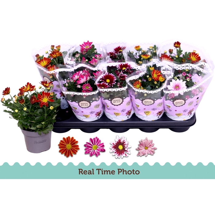 <h4>CHRYS GEM 2 KL BLOEM</h4>