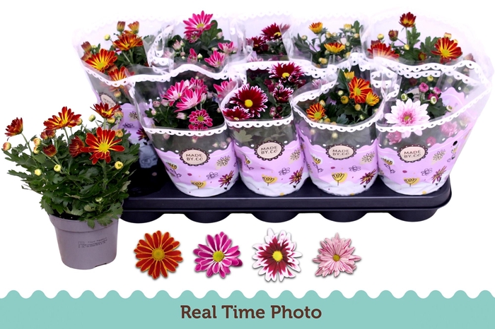 CHRYS GEM 2 KL BLOEM