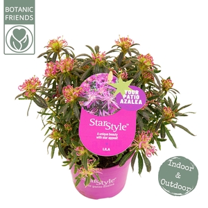 Azalea 'Starstyle Lila' ®