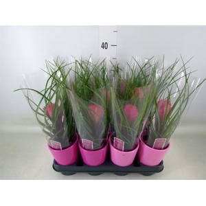 Tillandsia cyanea 'Anita'