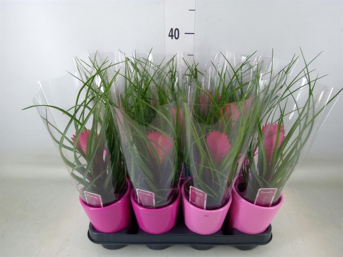 <h4>Tillandsia cyanea 'Anita'</h4>