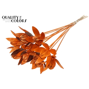 Wild Lilly on stem Orange