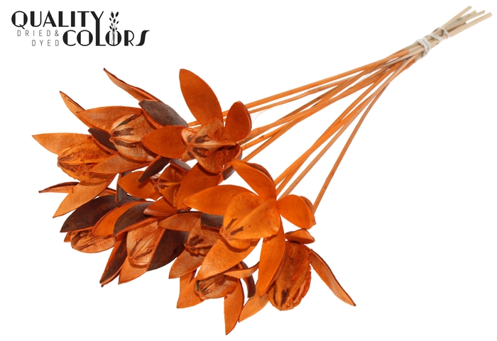 Wild Lilly on stem Orange