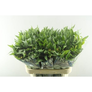 Alstr Aurora (oranje)