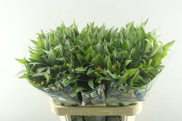 <h4>Alstr Aurora (oranje)xx</h4>