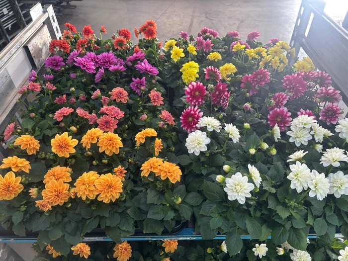 <h4>PERKPL MIXK</h4>