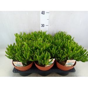 Crassula ovata 'Horn Tree'