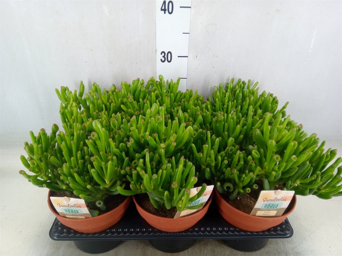 <h4>Crassula ovata 'Horn Tree'</h4>