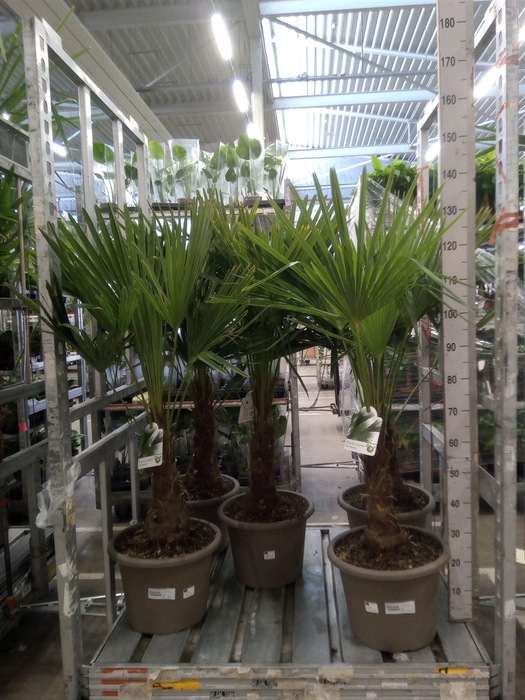 <h4>Trachycarpus fortunei</h4>