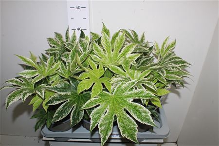 <h4>Fatsia Variegata</h4>