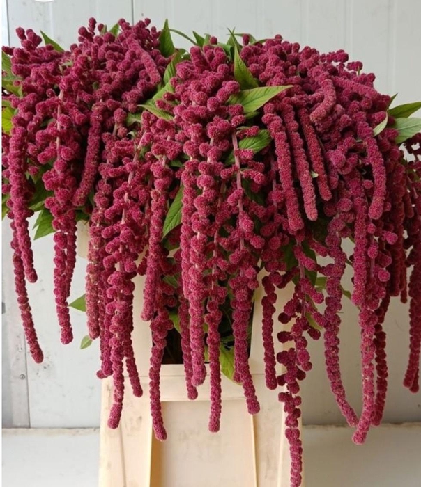 <h4>Amar Ca Rosary</h4>
