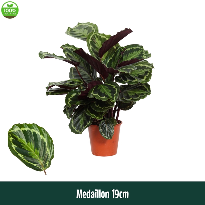 <h4>Calathea 19cm Medaillon - Living</h4>