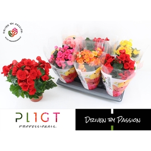 Begonia Mix P14 XXL