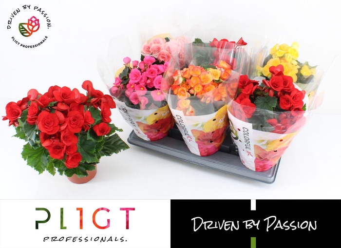 <h4>Begonia Mix P14 XXL</h4>