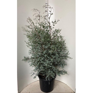 .Eucalyptus gunnii