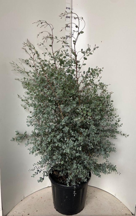 <h4>.Eucalyptus gunnii</h4>