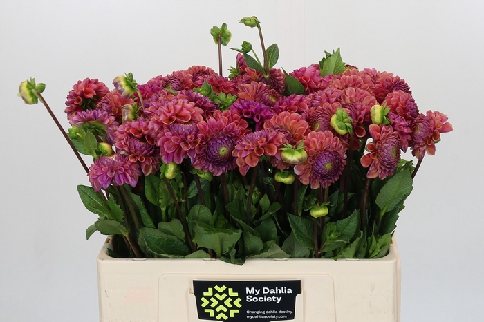 <h4>Dahlia Caitlin's Joy</h4>