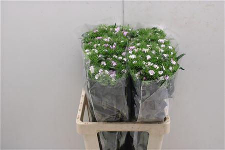 <h4>Di Barb Glicine</h4>