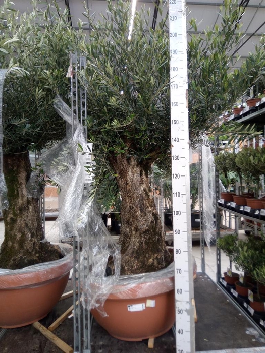 <h4>Olea europaea</h4>