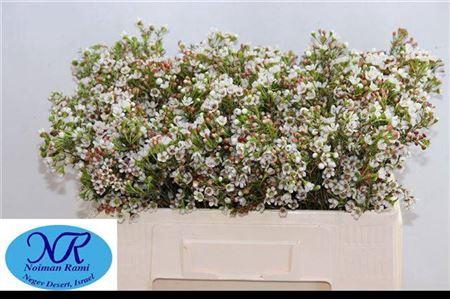 <h4>Chame Blondie</h4>