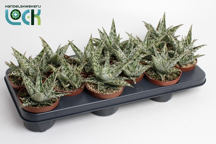 <h4>Aloe Caddo</h4>