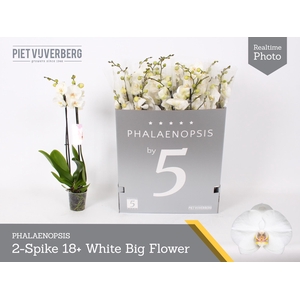 PHAL OV WIT