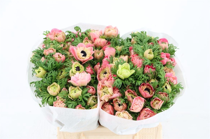 <h4>Anem Levante Pink</h4>