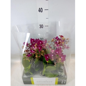 Phalaenopsis multi.   ...red