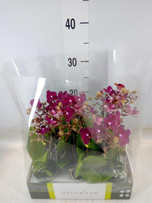 <h4>Phalaenopsis multi.   ...red</h4>