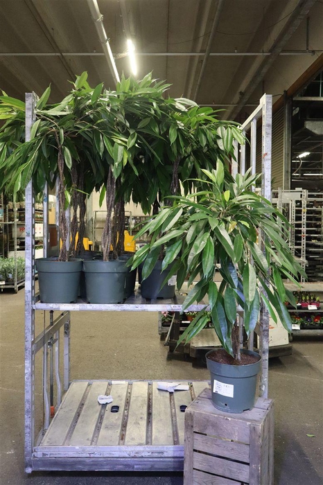 <h4>arr8 Fic Bin Amstel King</h4>