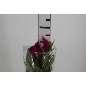 CELOSIA PLUMOSA CENTURY ROSE 060 CM