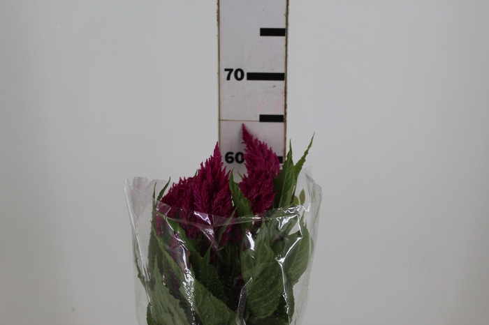 <h4>CELOSIA PLUMOSA CENTURY ROSE 060 CM</h4>