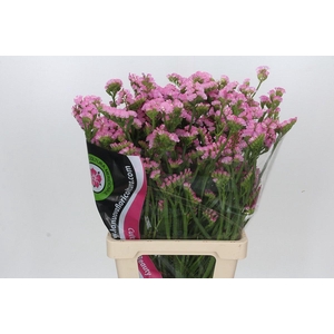 Limonium Statice Pink Light